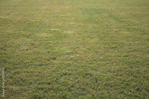 Grass background. Fresh lawn grass texture backdrop in perspective.
