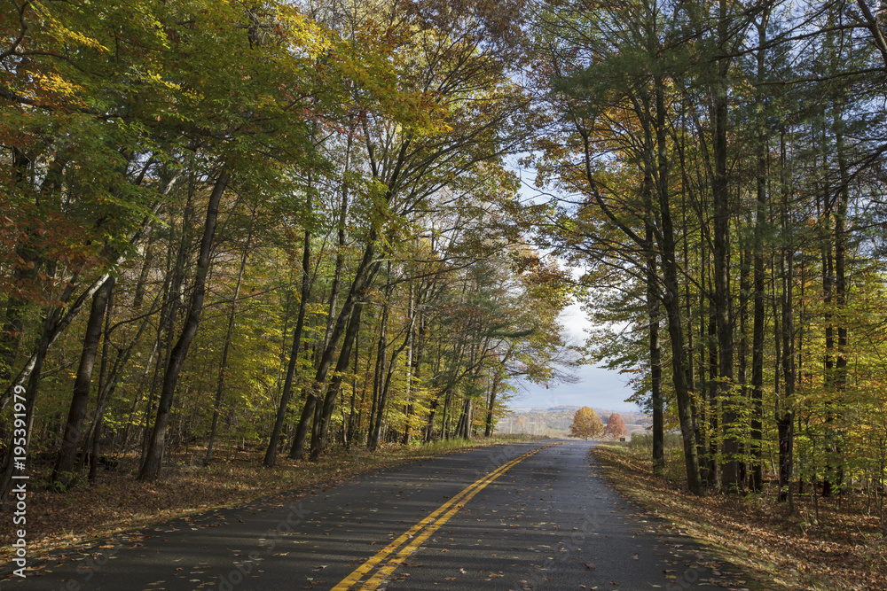 Obraz premium Road through Trees