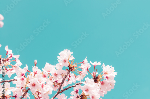 Vintage style of Cherry blossom sakura in spring.Japan