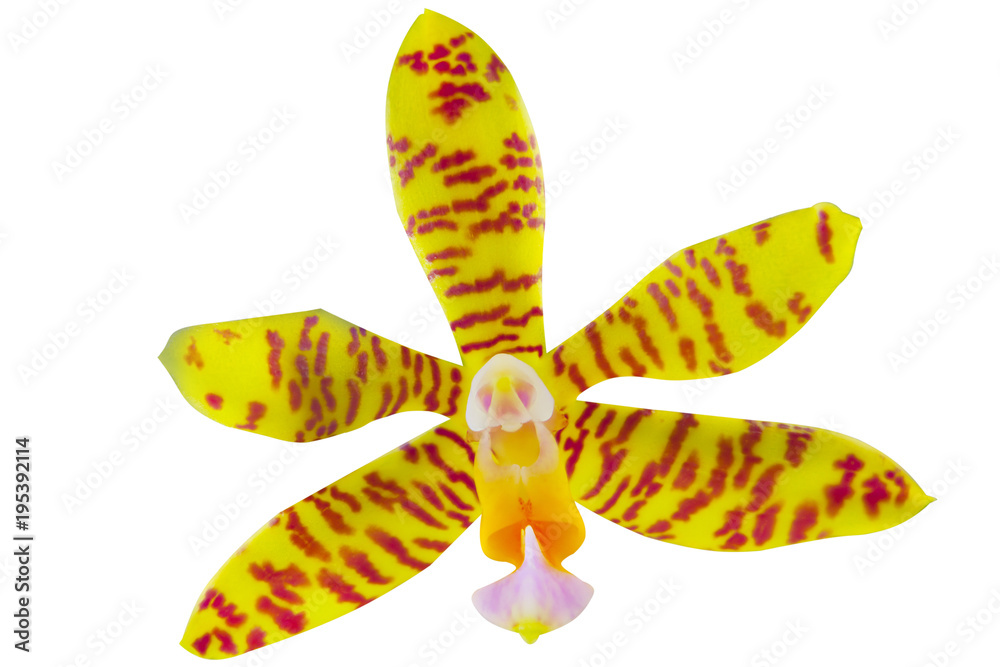 Beautiful rare orchid in pot on white background Beautiful rare orchid in pot on white background