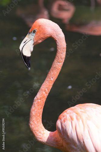 Head and neck of an American flamingos