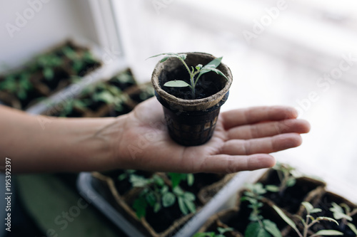 woman agronomist holding seedlings in peat pots. female hands touching the plants for planting fruits. The spring planting. Early seedlings grown from seeds in boxes at home on the windowsill
