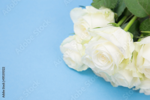 Bunch of beautiful white roses on blue background.