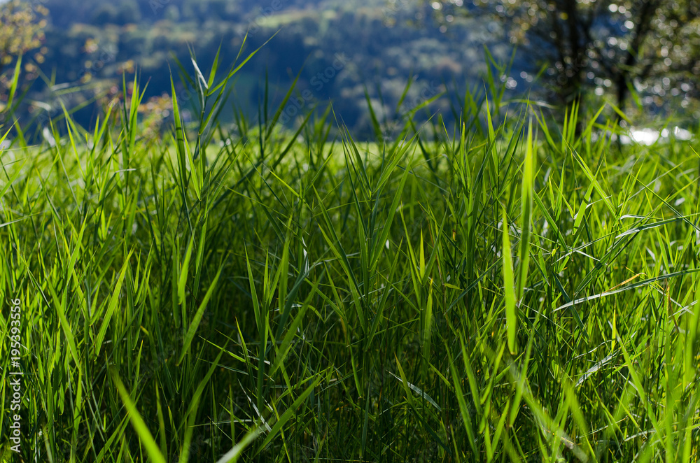 Fototapeta premium GRAS MIT BÄUMEN