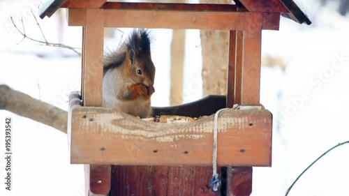 A small cute funny squirrel eats nuts sitting in the bird feeder in the forest.