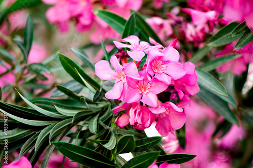 Blooming pink oleander flowers or nerium in garden. Selective focus. Copy space. Blossom spring, exotic summer, sunny woman day concept.
