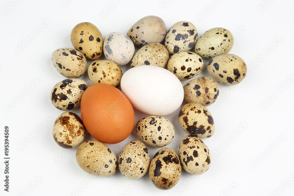 chicken and quail eggs on a white background chicken and quail eggs on a white background