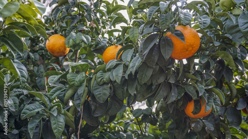 Bitter Orange Tree closeup 2.