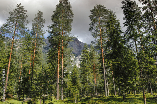 Cuadro en lienzo Scots pine forest