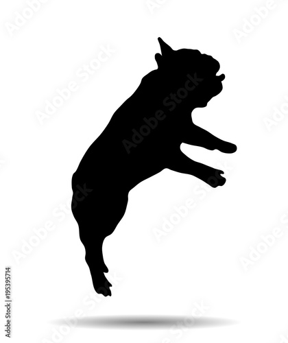 Silhouette of a French bulldog