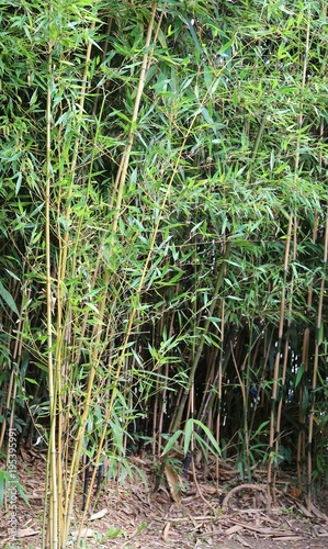bamboo stalks with leaves