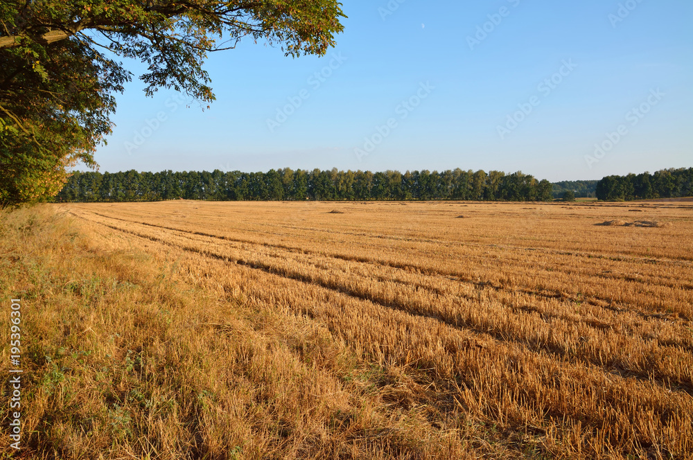 stern from wheat in the field