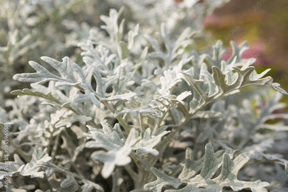 succulents on the open ground, green and white openwork leaves close-up succulents on the open ground, green and white openwork leaves close-up