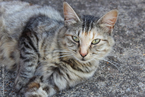 odpoczywający kot na chodniku  © Majkel