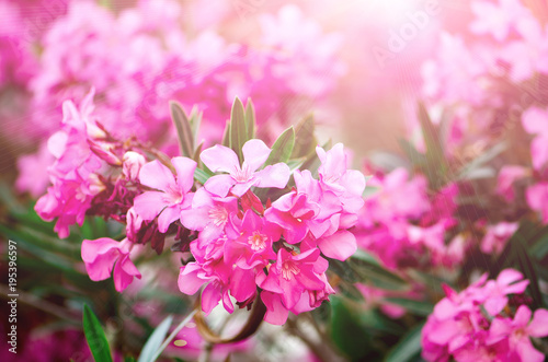 Blooming pink oleander flowers or nerium in garden. Selective focus. Copy space. Blossom spring, exotic summer, sunny woman day concept. photo