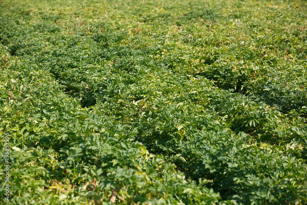 Big green field of healthy potato plants