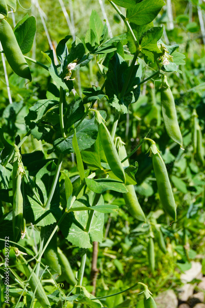 View of green pea bushes with untied pods View of green pea bushes with untied pods