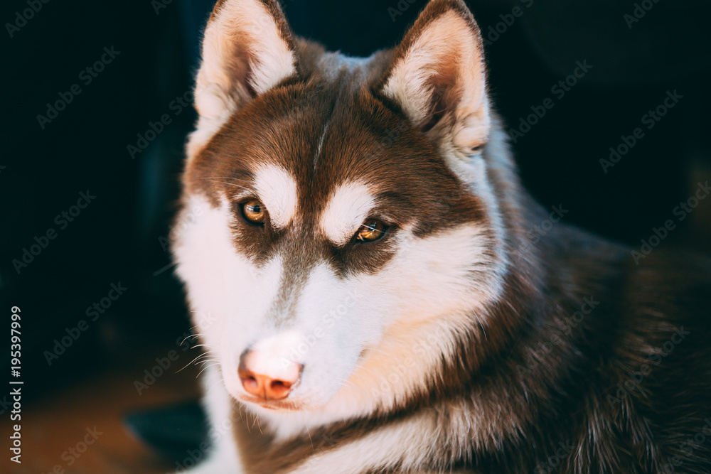 Close Up Funny Young White And Brown Husky Dog