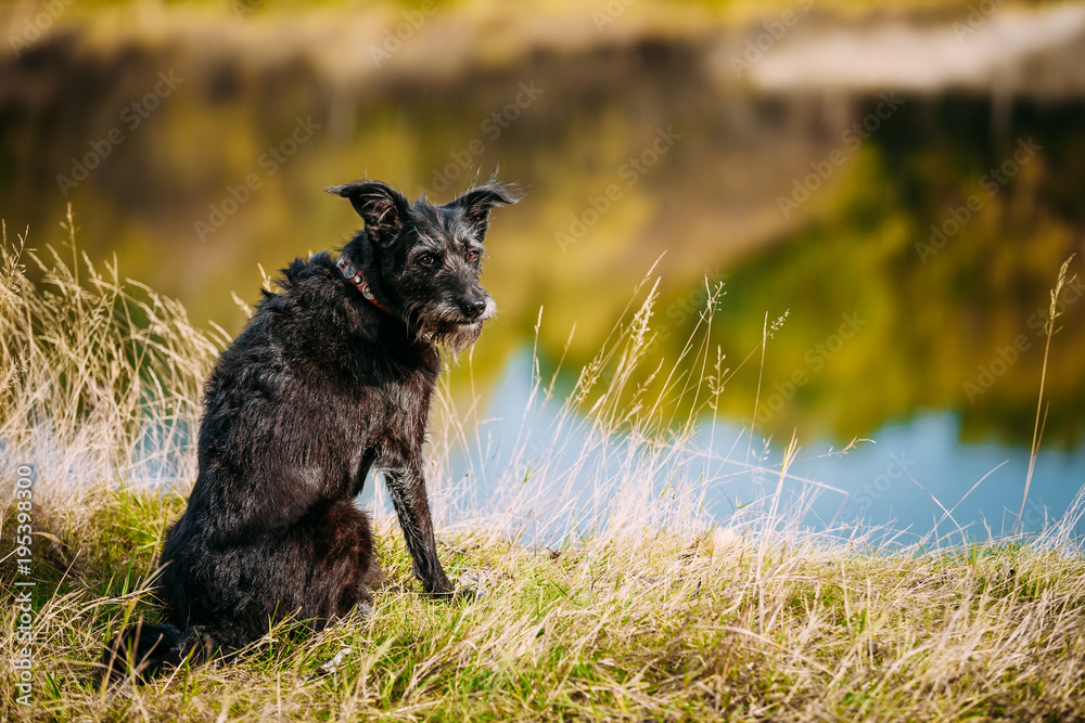 Black Dog In Grass Near River, Lake. Summer Black Dog In Grass Near River, Lake. Summer