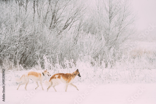 Valokuvatapetti Two Russian Wolfhound Hunting Sighthound Russkaya Psovaya Borzaya