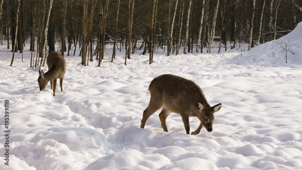 Two Sika deer came out of the winter forest in search of food
Two Sika deer came out of the winter forest in search of food