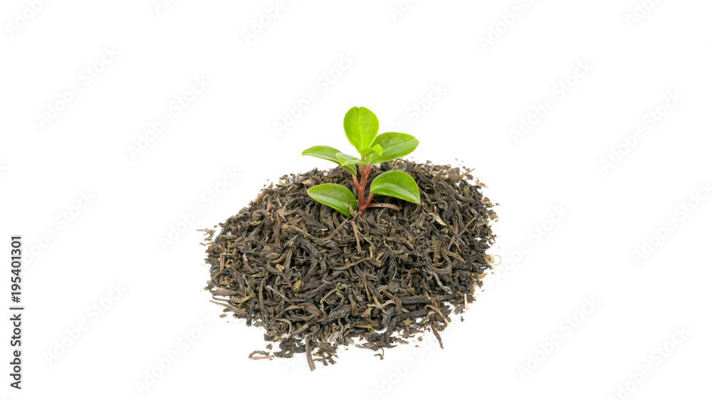 green plant on a white background green plant on a white background