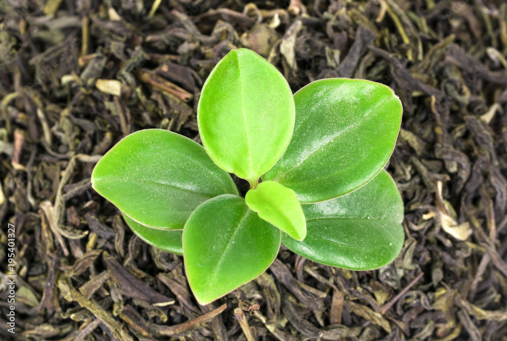 Naklejka premium green tea from the top