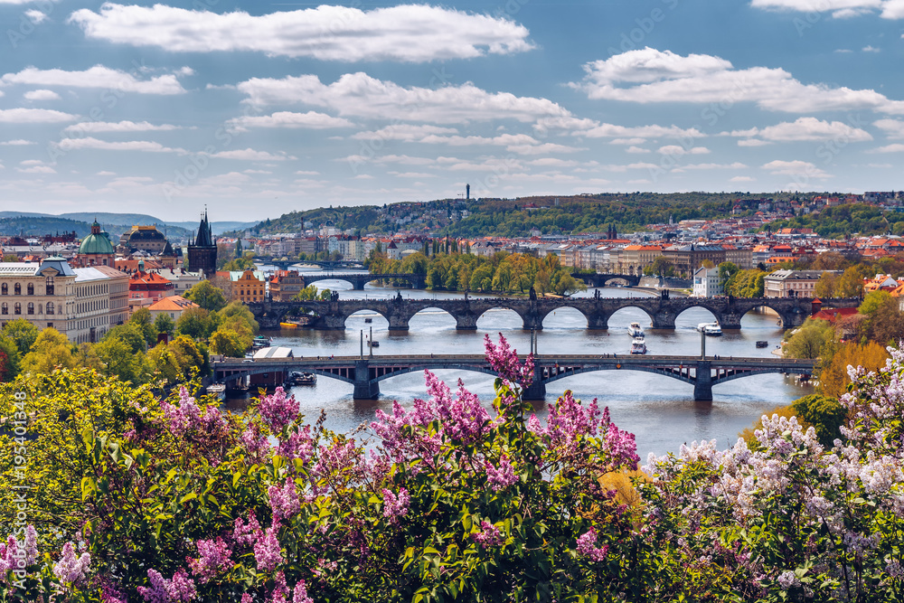 Fototapeta premium The blooming bush of lilac against Vltava river and Charles bridge, Prague
