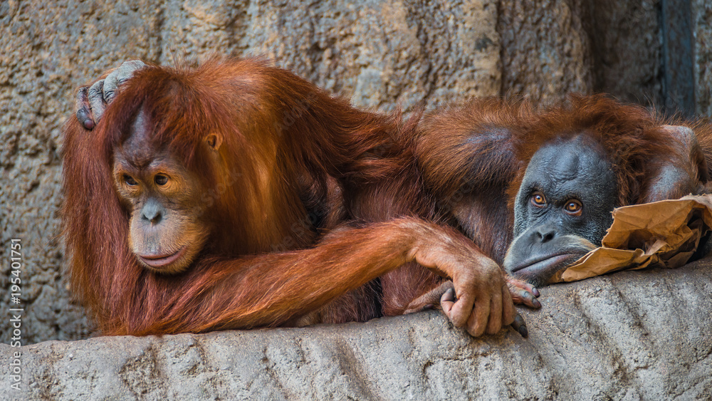 Obraz premium Portrait of couple of funny and boring Asian orangutans