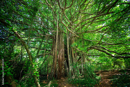 Ficus citrifolia tree, also known as the shortleaf fig, giant bearded fig or wild banyantree in Martinique Island photo