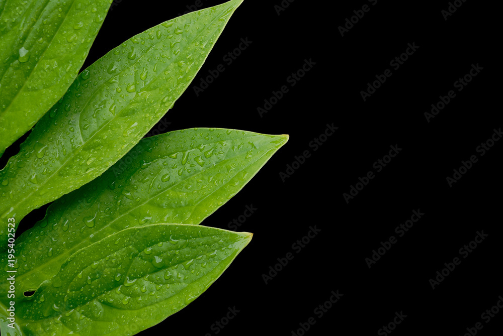 Green leaf with water drops isolated on black background. Green leaf with water drops isolated on black background.