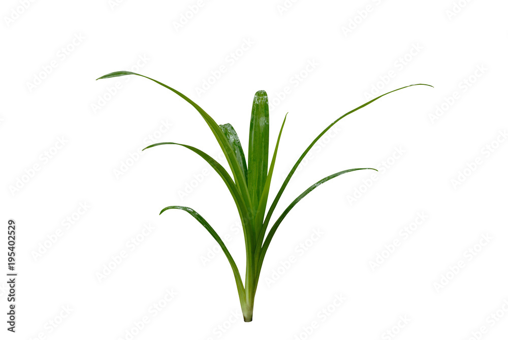 Fresh Pandan  tree isolated on white background.