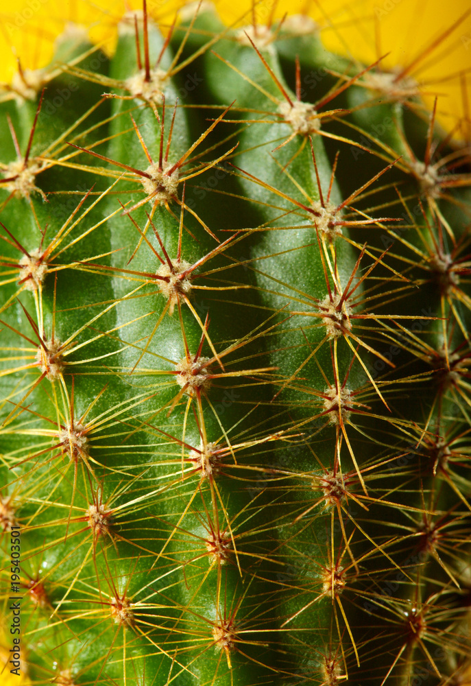 Cactus.fahion image.Green cactus closeup on yellow background.Background.Visual Art Cactus.fahion image.Green cactus closeup on yellow background.Background.Visual Art