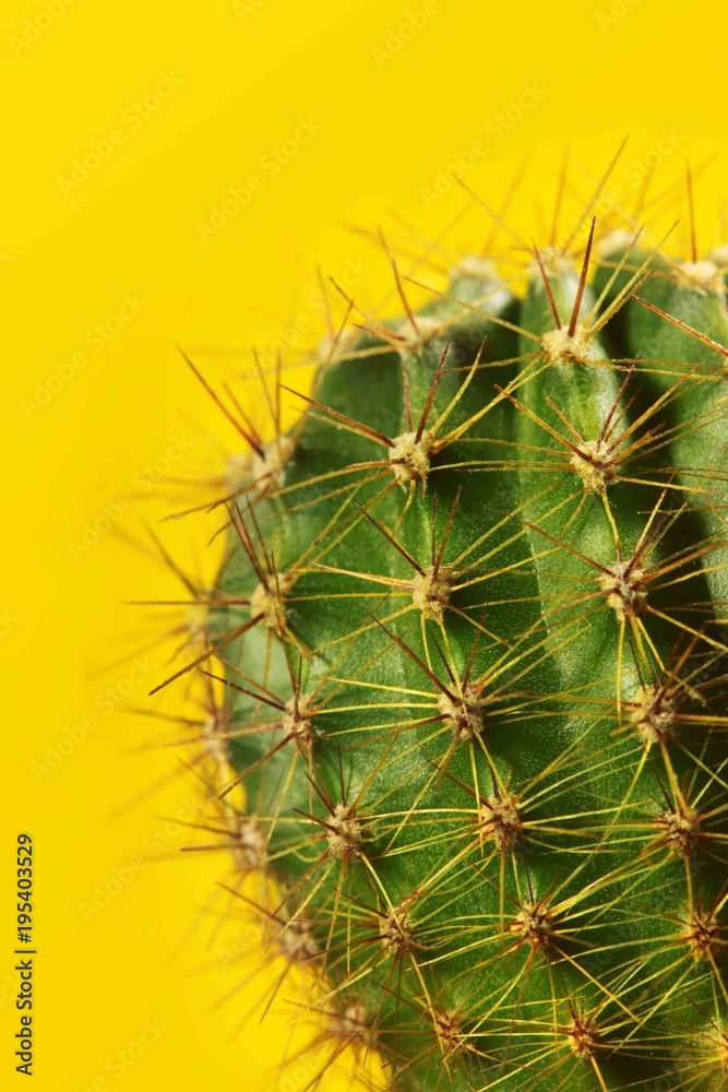 Cactus.fahion image.Green cactus on yellow background.Copy space.Visual Art Cactus.fahion image.Green cactus on yellow background.Copy space.Visual Art