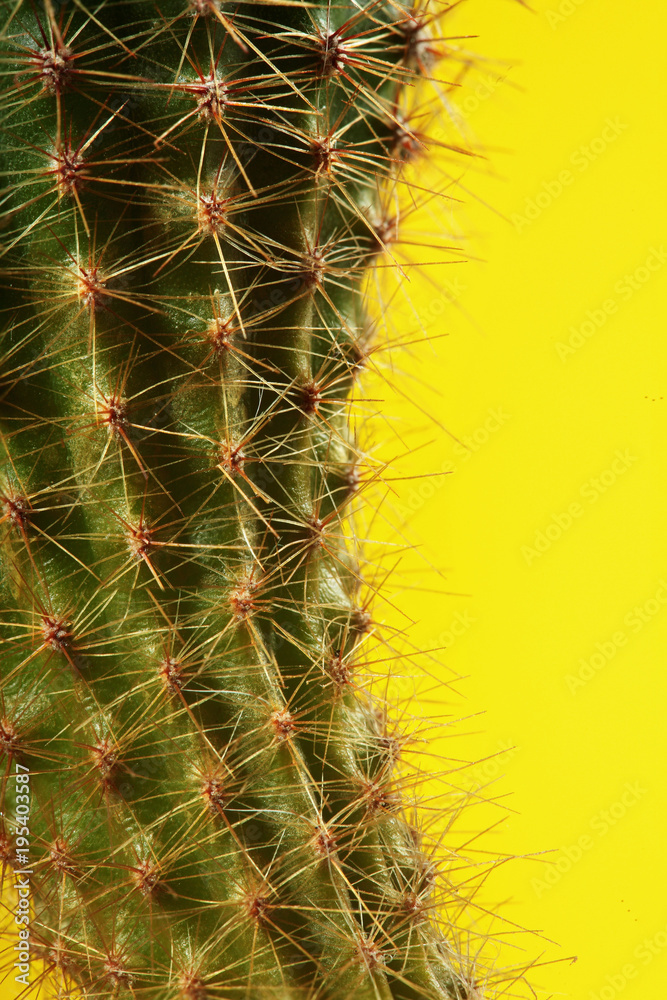 Cactus.fahion image.Green cactus on yellow background.Copy space.Visual Art.Closeup Cactus.fahion image.Green cactus on yellow background.Copy space.Visual Art.Closeup