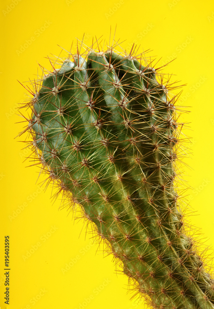 Cactus.fahion image.Green cactus on yellow background.Copy space.Visual Art Cactus.fahion image.Green cactus on yellow background.Copy space.Visual Art