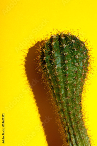 Cactus.fahion image.Green cactus on yellow background.Copy space.Visual Art