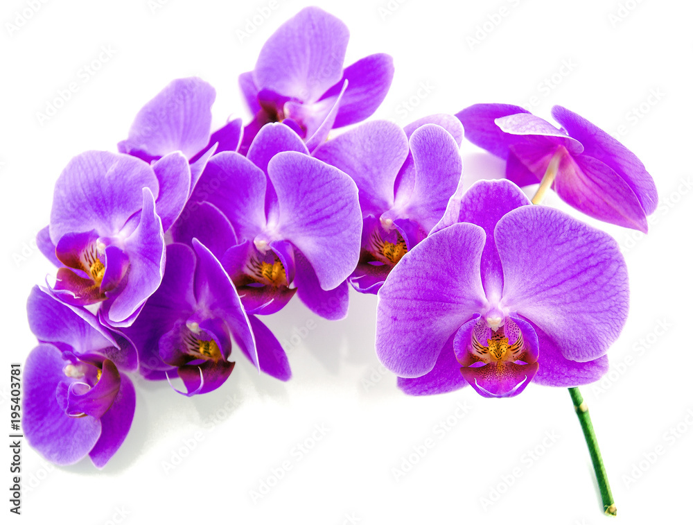 Branch of an orchid on a white background Branch of an orchid on a white background