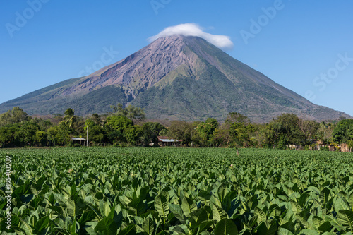 Plantation de tabac, Île d'Ometepe, Nicaragua