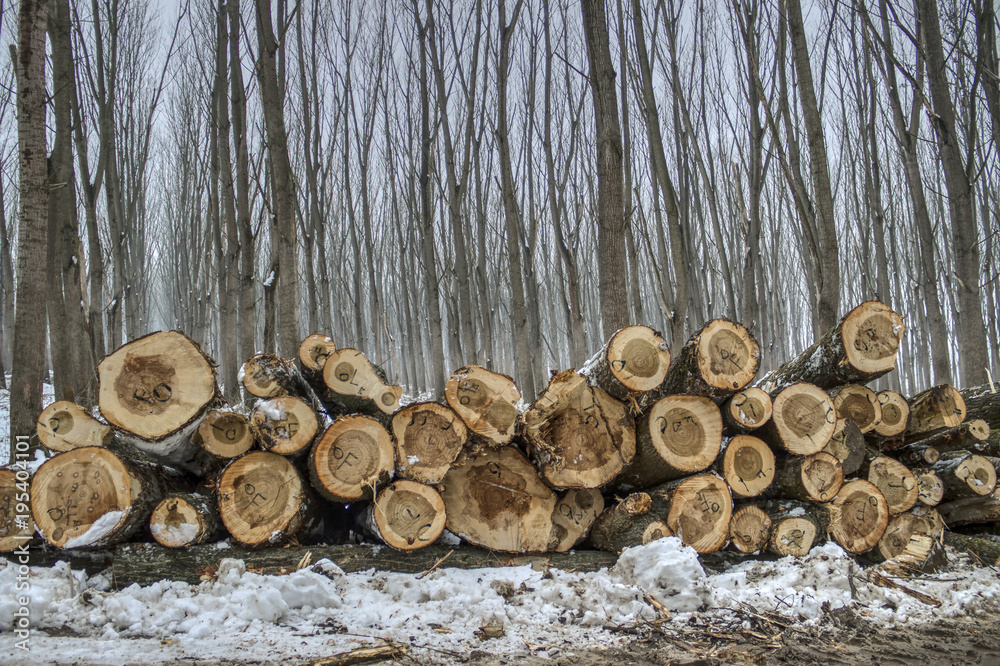 A stack of timber logs along the forest edge A stack of timber logs along the forest edge