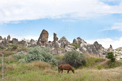 A horse in Cappadocia ancient city in Turkey