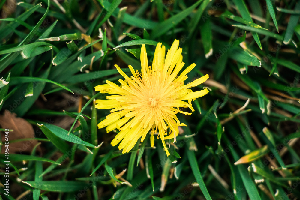 Dandelion (close up)