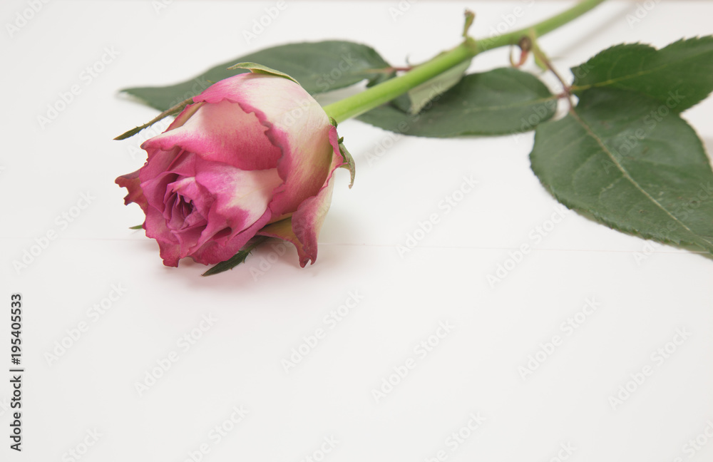 Beautiful pink rose on white background. Beautiful pink rose on white background.