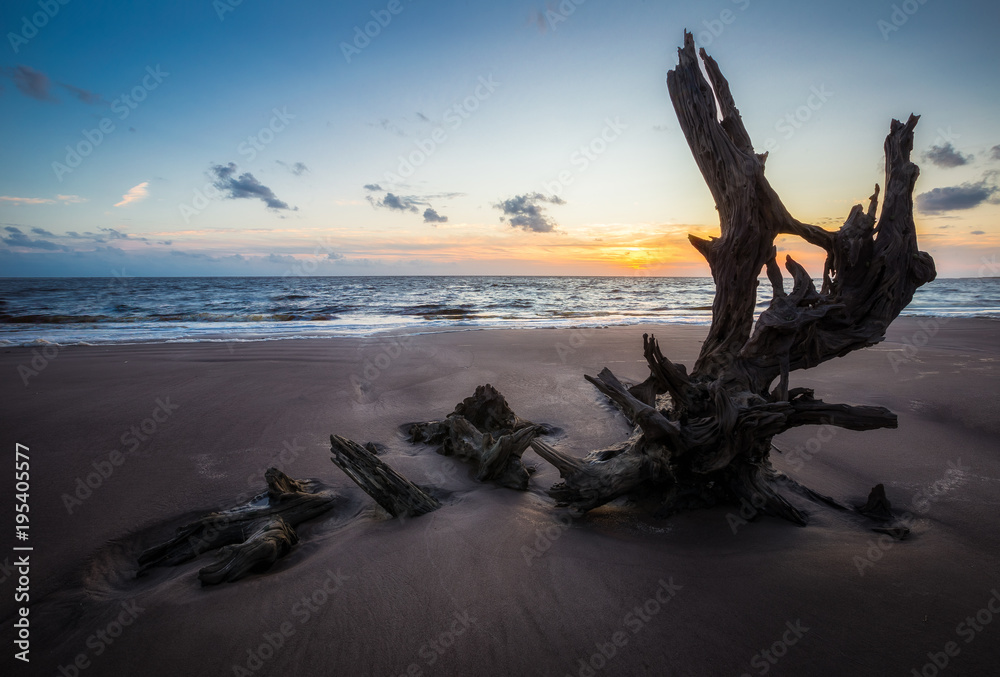Sunrise photo of driftwood on Talbot Island Sunrise photo of driftwood on Talbot Island