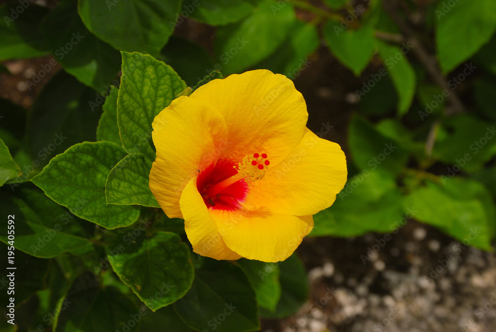 Obraz premium Yellow hibiscus