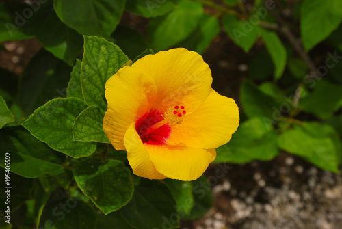 Yellow hibiscus