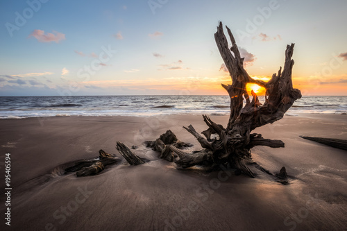 Sunrise photo of driftwood on Talbot Island photo