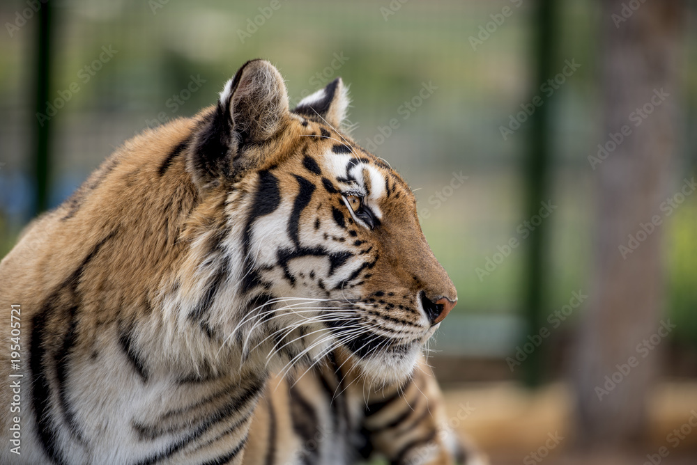 Fototapeta premium The look of the tiger