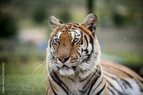 Fototapeta Naklejka Na Ścianę i Meble -  The look of the tiger