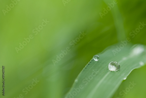 Raindrops on a green leave with reflections